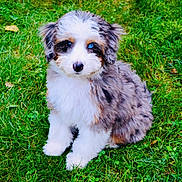 Sora joined the competition — help win amazing prizes! puppy, dog, merle_coat, blue_eye, brown_eye, fluffy, sitting, grass, outdoor, pet, canine, portrait, adorable, white_fur, gray_fur, black_patches, collar, lawn, cute, animal