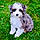 Sora