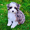 puppy, dog, merle_coat, blue_eye, brown_eye, fluffy, sitting, grass, outdoor, pet, canine, portrait, adorable, white_fur, gray_fur, black_patches, collar, lawn, cute, animal