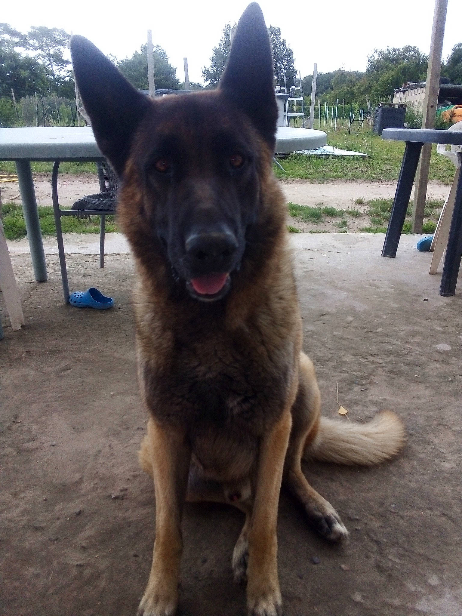 Julius participe au concours pour gagner de l'argent avec cette photo : canidae, carnivore, companion_dog, dog, dog_breed, east_european_shepherd, fawn, foot, german_shepherd_dog, herding_dog, jaw, king_shepherd, old_german_shepherd_dog, plant, sky, snout, sporting_group, tail, working_animal, working_dog