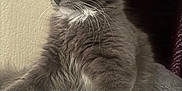 Smokey is registered to the contest to win money with this photo: alert, animal, cat, closeup, cozy, curious, cute, domestic_cat, feline, fluffy, fur, gray_cat, indoor, kitten, pet, sitting, soft_blanket, whiskers, white_paws, young_cat