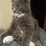 Smokey is registered to the contest to win money with this photo: alert, animal, cat, closeup, cozy, curious, cute, domestic_cat, feline, fluffy, fur, gray_cat, indoor, kitten, pet, sitting, soft_blanket, whiskers, white_paws, young_cat