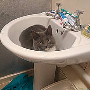 Smokey is registered to the contest to win money with this photo: animal, bathroom, bathroom_fixtures, cat, cleaning_supplies, curious, domestic_cat, feline, floor, gray_cat, household, indoor, pet, relaxed, sink, toothbrush, toothpaste, towel, trash_bin, white_sink