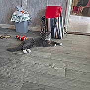 Smokey is registered to the contest to win money with this photo: animal, cat, cozy, domestic, doorway, flooring, furniture, gray_cat, home, household_item, indoor, pet, red_box, relaxed, resting, striped_bag, toy_fish, trash_bin, white_paws, wooden_floor