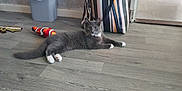 Smokey is registered to the contest to win money with this photo: animal, cat, cozy, domestic, doorway, flooring, furniture, gray_cat, home, household_item, indoor, pet, red_box, relaxed, resting, striped_bag, toy_fish, trash_bin, white_paws, wooden_floor