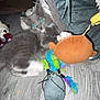 Smokey is registered to the contest to win money with this photo: animal, cat_playing, cat_tunnel, cozy, cute, domestic_cat, feathers, feline, fluffy, furry, gray_cat, indoor, kitten, pet_accessories, pet_toy, playful, small_cat, toy_mouse, white_paws, wooden_floor