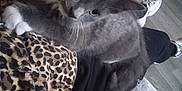 Smokey joined the competition — help win amazing prizes! blanket, cat, clothing, cozy, curious, feline, floor, gray_cat, home, indoor, kitten, lap, leopard_print, person, pet, plush_bed, relaxing, shoes, soft_fur, whiskers