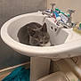 Smokey is registered to the contest to win money with this photo: animal_in_sink, bathroom, bathroom_accessories, cat, cleaning_supplies, curious, domestic_animal, faucet, gray_cat, household, indoor, pet, resting_cat, sink, tile_wall, toothbrush, toothpaste, towel, trash_bin, white_sink