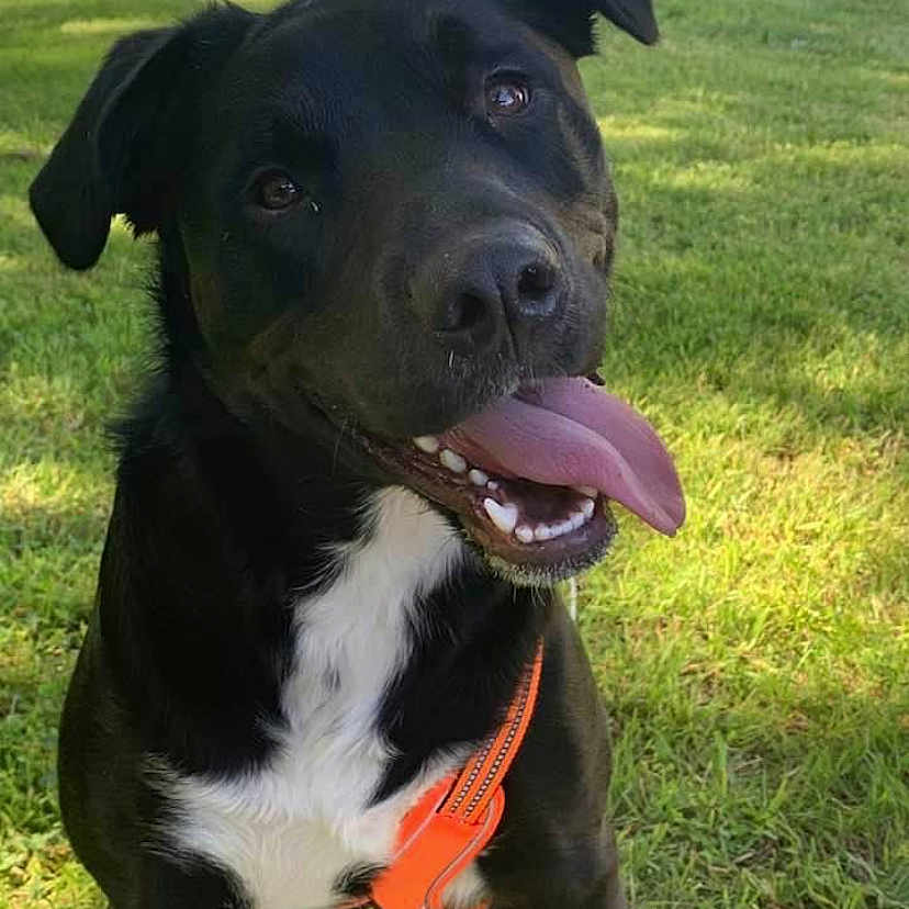 Bandit is registered to the contest to win money with this photo: animal, black_dog, canine, closeup, daylight, dog, ears, friendly, grass, happy, mouth, nature, nose, orange_harness, outdoor, pet, playful, sitting, tongue_out, white_chest