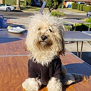 Sadie joined the competition — help win amazing prizes! animal, architecture, building, canine, car, diningtable, dog, face, furniture, grass, outdoors, pet, plant, pottedplant, puppy, shelter, table, transportation, vehicle, wood