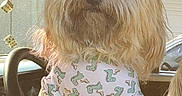Sadie is registered to the contest to win money with this photo: animal, canine, child, cushion, dog, face, female, girl, head, homedecor, machine, person, pet, photography, poodle, portrait, puppy, terrier, transportation, vehicle