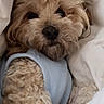 Sadie joined the competition — help win amazing prizes! animal, bed, blanket, canine, cat, cushion, dog, furniture, homedecor, indoors, kitten, person, pet, pillow, poodle, puppy, quilt, sleeping, terrier, whitedog