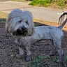 Sadie is registered to the contest to win money with this photo: animal, ball, canine, dog, football, grass, lawn, mud, outdoors, pet, plant, poodle, puppy, soccer, soccerball, soil, sport, terrier, tree, whitedog