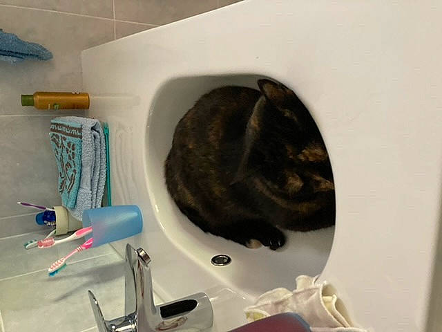 Capucine participe au concours pour gagner de l'argent avec cette photo : brush, cable, carnivore, cat, degu, domestic_short_haired_cat, electrical_wiring, felidae, fur, household_supply, plastic, room, small_to_medium_sized_cats, tail, terrestrial_animal, toothbrush, whiskers, wire