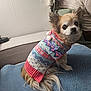 dog, small_dog, knitted_sweater, colorful_clothing, cushion, blue_cushion, indoor, cozy, pet, cute, long_hair, furry, sitting, looking_back, ears_up, person, couch, wall, laptop, relaxed