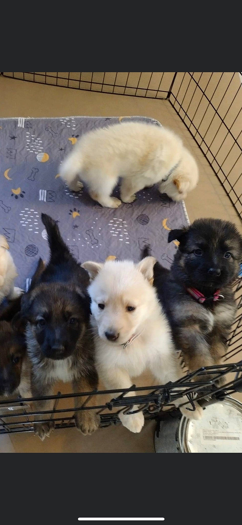 Bucky joined the competition — help win amazing prizes! ancient_dog_breeds, animal_shelter, canidae, carnivore, companion_dog, dog, dog_breed, dog_crate, dog_supply, fur, non_sporting_group, pet_supply, puppy, snout, sporting_group, tail, terrestrial_animal, toy_dog, working_animal, working_dog