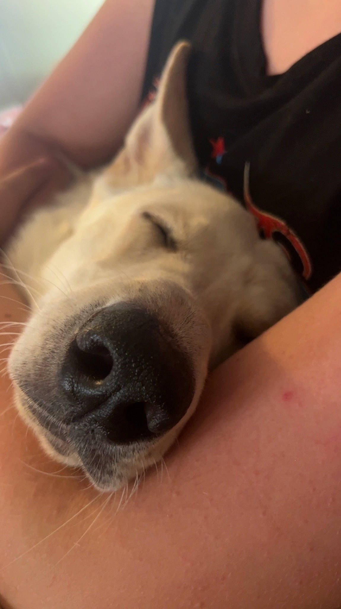 Bucky is registered to the contest to win money with this photo: canidae, carnivore, comfort, companion_dog, dog, dog_breed, ear, fawn, flesh, foot, fur, grey, non_sporting_group, paw, sporting_group, whiskers, working_animal