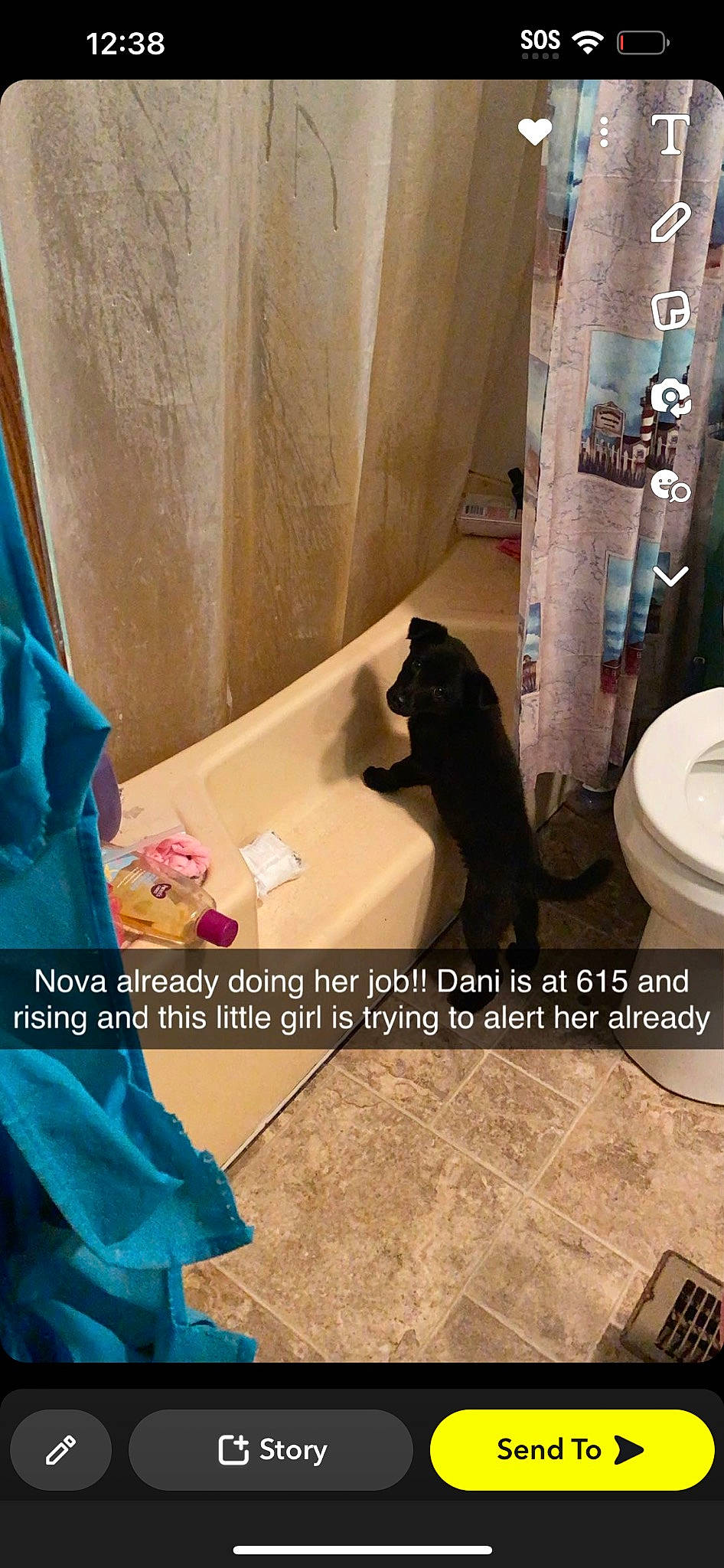 Nova is registered to the contest to win money with this photo: bathroom, beauty, black, cat, comfort, curtain, felidae, floor, flooring, hardwood, household_supply, interior_design, plumbing, plumbing_fixture, property, purple, room, tints_and_shades, toilet, toilet_seat