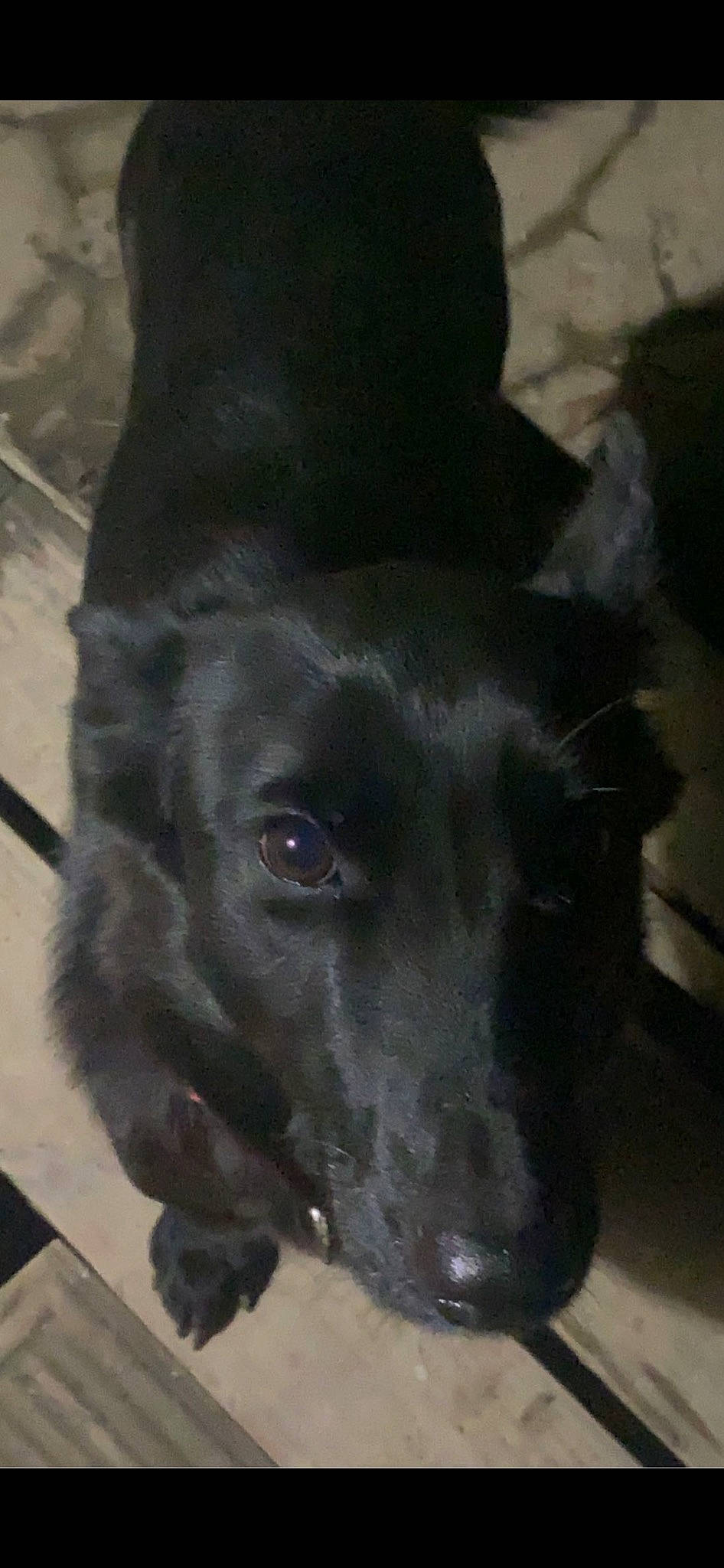 Nova joined the competition — help win amazing prizes! borador, canidae, carnivore, companion_dog, dog, dog_breed, ear, electric_blue, fur, hunting_dog, jaw, liver, snout, sporting_group, terrestrial_animal, whiskers, working_animal