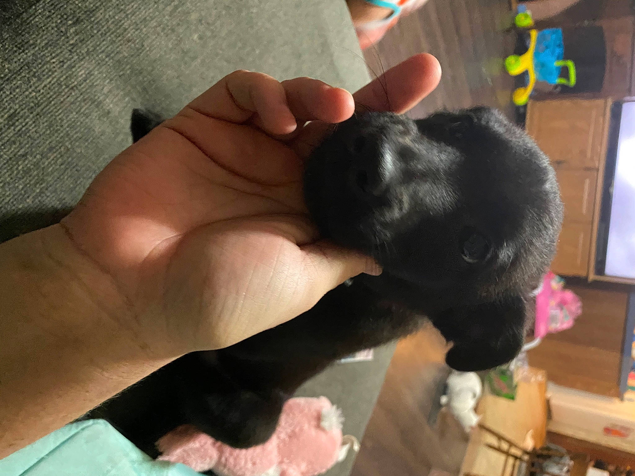 Nova joined the competition — help win amazing prizes! carnivore, cat, cat_supply, claw, comfort, companion_dog, dog_breed, felidae, finger, fur, gesture, nail, pet_supply, small_to_medium_sized_cats, sporting_group, tail, thumb, toy, whiskers, wrist