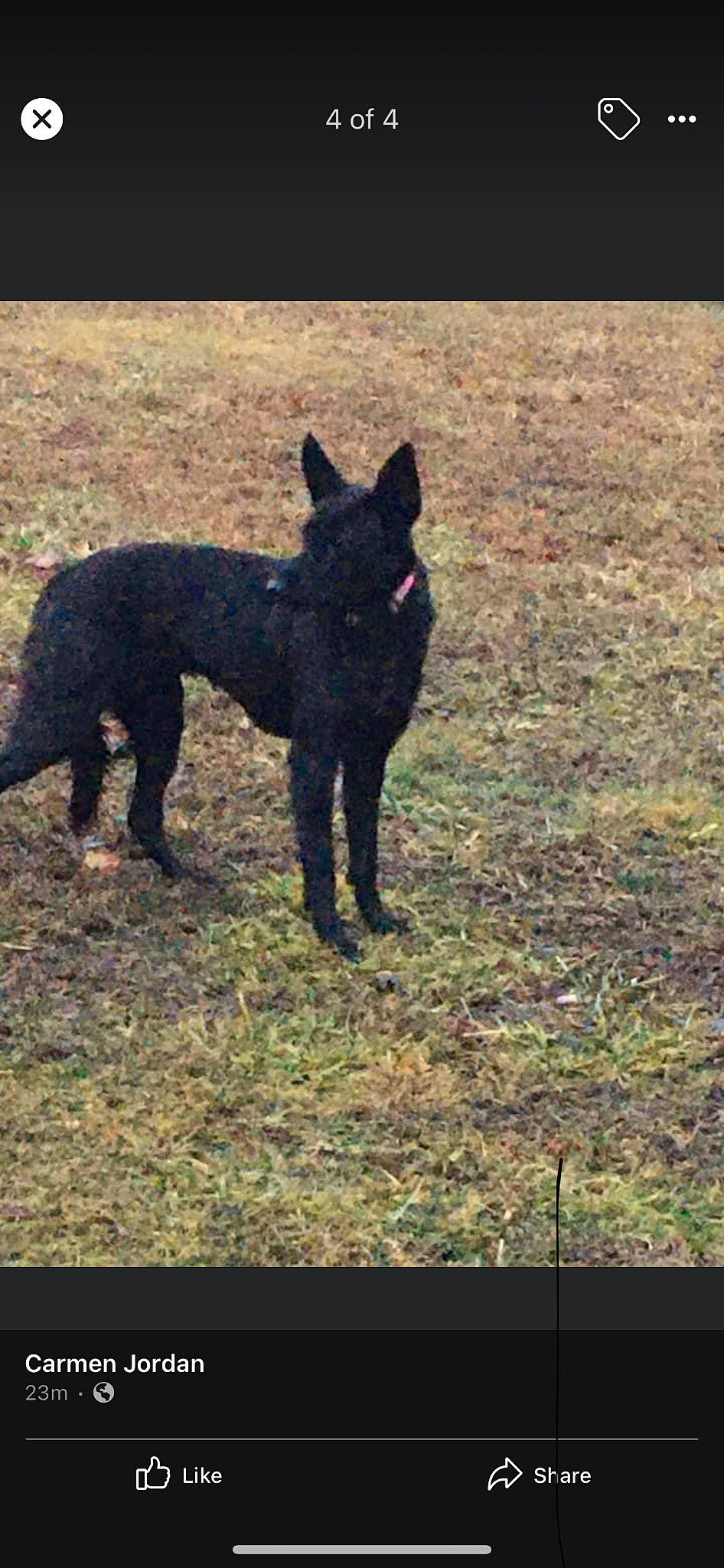 Nova joined the competition — help win amazing prizes! carnivore, companion_dog, dog, dog_breed, grass, hunting_dog, non_sporting_group, plant, soil, sporting_group, tail, terrestrial_animal, working_animal, working_dog