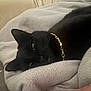 cat, black_cat, pet, animal, collar, gold_collar, resting, relaxed, feline, blanket, soft_texture, indoor, closeup, cute, whiskers, ears, sleepy, cozy, domestic_cat, face
