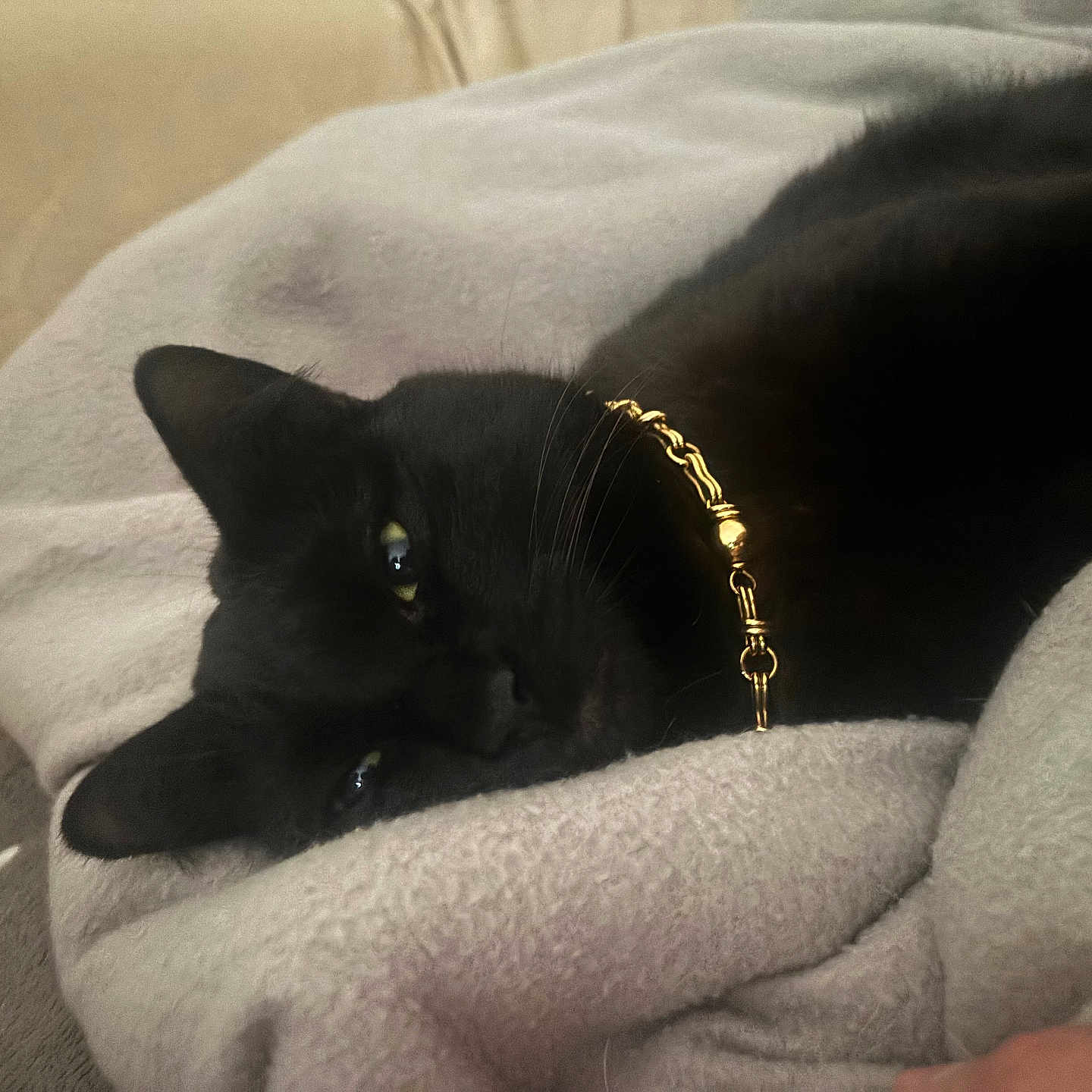 Zina a rejoint le concours — aidez-le/la à gagner de superbes lots ! animal, black_cat, blanket, cat, closeup, collar, cozy, cute, domestic_cat, ears, face, feline, gold_collar, indoor, pet, relaxed, resting, sleepy, soft_texture, whiskers