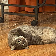 Mimi a rejoint le concours — aidez-le/la à gagner de superbes lots ! cat, gray_cat, indoor, wooden_floor, curtain, orange_curtain, furniture, metal_furniture, wheels, pet, animal, fur, cute, lying_down, green_eyes, whiskers, relaxed, playful, floor, domestic_animal