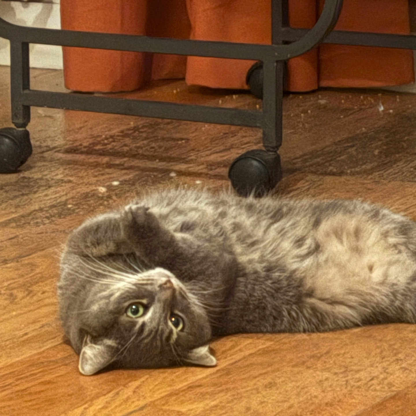 Mimi a rejoint le concours — aidez-le/la à gagner de superbes lots ! animal, cat, curtain, cute, domestic_animal, floor, fur, furniture, gray_cat, green_eyes, indoor, lying_down, metal_furniture, orange_curtain, pet, playful, relaxed, wheels, whiskers, wooden_floor