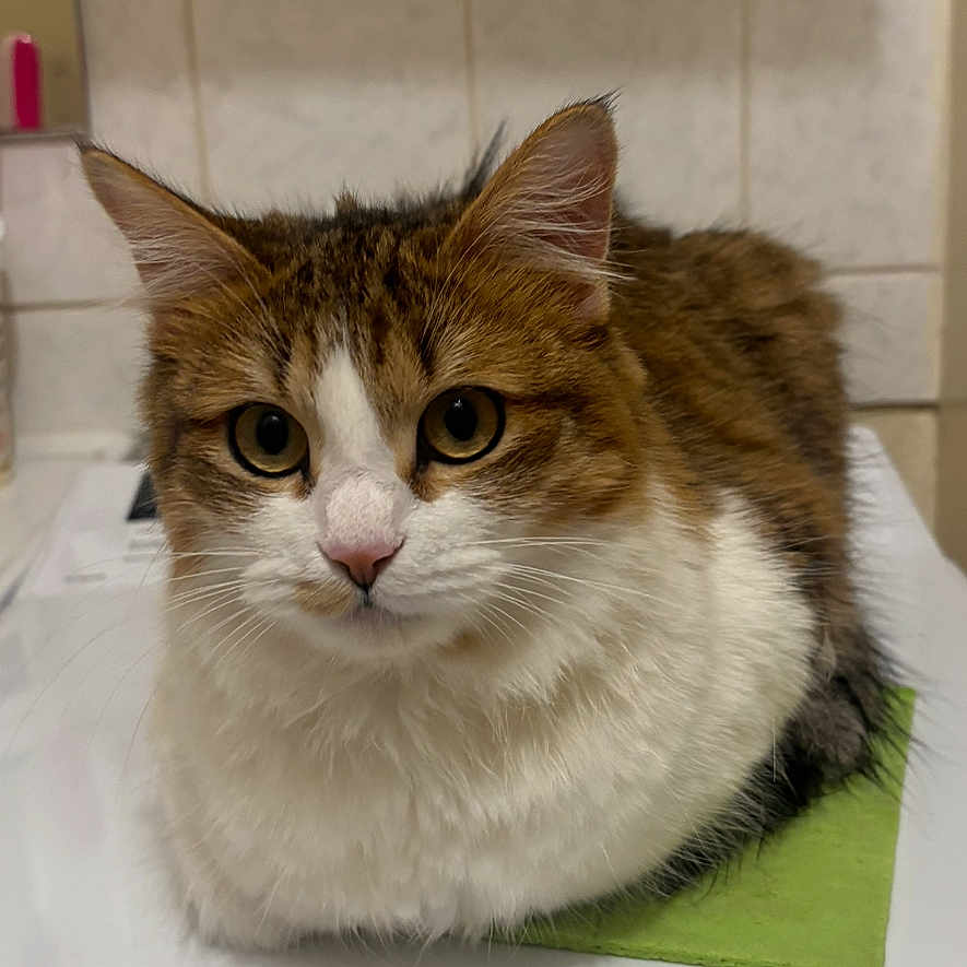 Lola a rejoint le concours — aidez-le/la à gagner de superbes lots ! animal, cat, closeup, cloth, curious, cute, domestic, ears, eyes, face, feline, fluffy, fur, indoor, pet, sitting, table, tile_wall, whiskers, white_surface