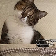 Ricotta a rejoint le concours — aidez-le/la à gagner de superbes lots ! cat, pet, animal, feline, curious, basket, cozy, indoor, checkered_bow, fur, ears, whiskers, cute, head_tilt, portrait, closeup, domestic, soft_texture, relaxed, looking