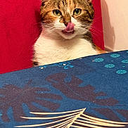 Ricotta participe au concours pour gagner de l'argent avec cette photo : alert, animal, cat, closeup, curious, cute, domestic_animal, ears, face, feline, fur, indoor, licking, pet, red_background, striped_fur, tablecloth, tongue_out, whiskers, white_chest