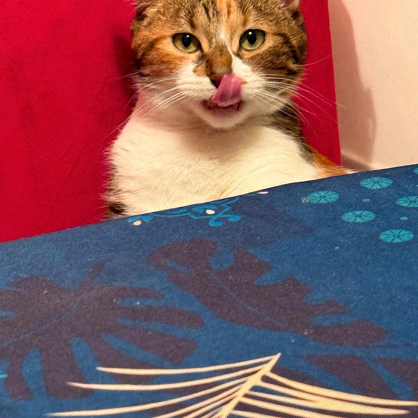 Ricotta participe au concours pour gagner de l'argent avec cette photo : alert, animal, cat, closeup, curious, cute, domestic_animal, ears, face, feline, fur, indoor, licking, pet, red_background, striped_fur, tablecloth, tongue_out, whiskers, white_chest