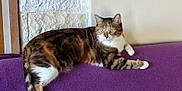 Ricotta participe au concours pour gagner de l'argent avec cette photo : cat, tabby, animal, pet, feline, indoor, purple_couch, relaxed, fur, whiskers, paws, tail, curious, resting, domestic, comfortable, looking, household, mammal, quiet
