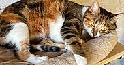 Ricotta participe au concours pour gagner de l'argent avec cette photo : animal, beige, cat, cozy, cute, domestic, ears, eyes, feline, fur, indoor, mammal, paw, perch, pet, relaxed, resting, soft, tabby, whiskers