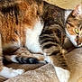 Ricotta participe au concours pour gagner de l'argent avec cette photo : cat, tabby, pet, animal, feline, fur, resting, indoor, cozy, perch, soft, beige, whiskers, paw, ears, eyes, relaxed, cute, domestic, mammal