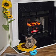 Maya joined the competition — help win amazing prizes! dog, fireplace, sunflower, cushion, indoor, floor, wood_floor, black_marble, artificial_flower, pet, cozy, home, decor, warm_light, resting, animal, living_room, yellow, comfort, small_dog