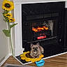 dog, fireplace, sunflower, cushion, indoor, floor, wood_floor, black_marble, artificial_flower, pet, cozy, home, decor, warm_light, resting, animal, living_room, yellow, comfort, small_dog