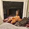 Maya joined the competition — help win amazing prizes! dog, stuffed_animal, fireplace, blanket, indoor, furniture, marble, cozy, pet, resting, brown, gray, floor, home, comfort, relaxation, living_room, toy, animal, couch