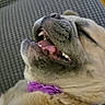 animal, canine, close_up, collar, cute, dog, funny, fur, grey_background, indoor, lying_down, mouth_open, pet, purple_collar, relaxed, resting, sleepy, teeth, texture, tongue