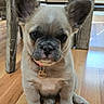 puppy, dog, french_bulldog, pet, collar, tag, wooden_floor, indoor, cute, small, ears, sitting, face, animal, domestic_animal, flooring, young, looking_at_camera, fur, nose