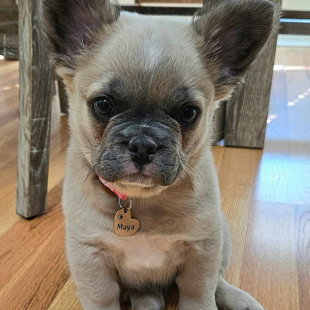 Maya joined the competition — help win amazing prizes! puppy, dog, french_bulldog, pet, collar, tag, wooden_floor, indoor, cute, small, ears, sitting, face, animal, domestic_animal, flooring, young, looking_at_camera, fur, nose