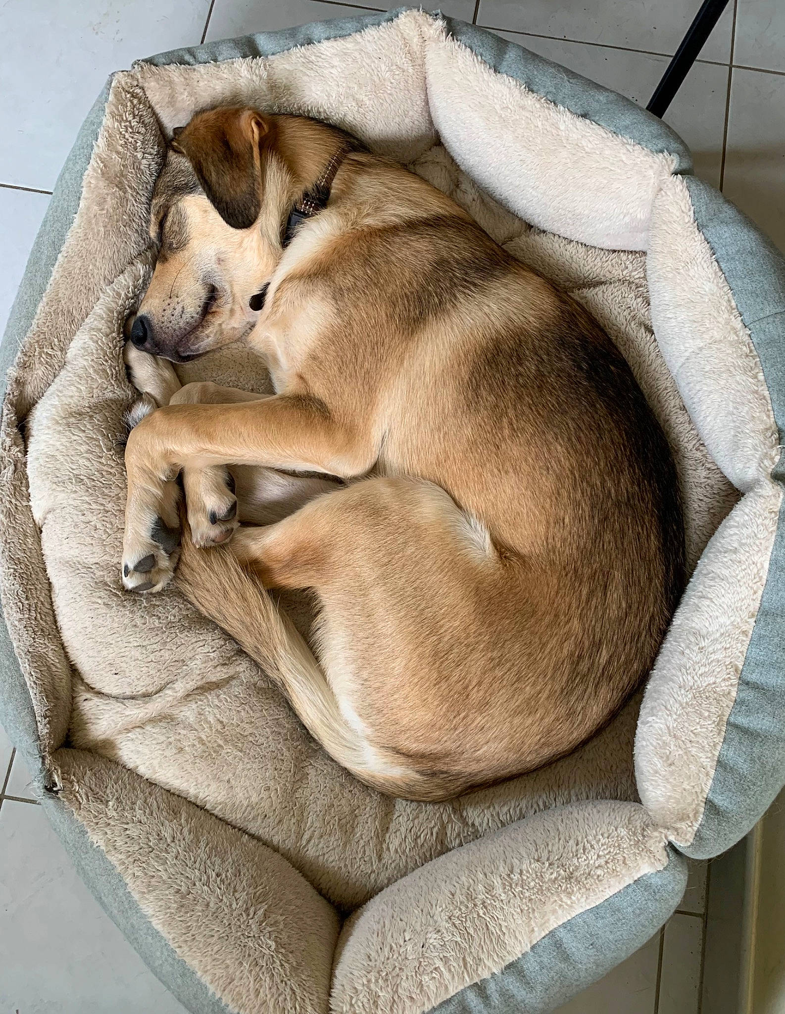 Marcus participe au concours pour gagner de l'argent avec cette photo : canidae, carnivore, comfort, companion_dog, dog, dog_bed, dog_breed, dog_supply, fawn, felidae, grey, linens, liver, nap, pet_supply, sleep, snout, sporting_group, toy_dog, working_animal