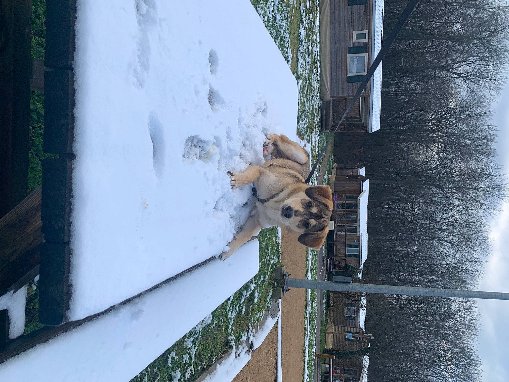 Marcus a rejoint le concours — aidez-le/la à gagner de superbes lots ! building, carnivore, dog, dog_breed, electrical_supply, electricity, facade, freezing, glass, precipitation, sky, slope, snow, sporting_group, tree, water, window, winter, wire, wood