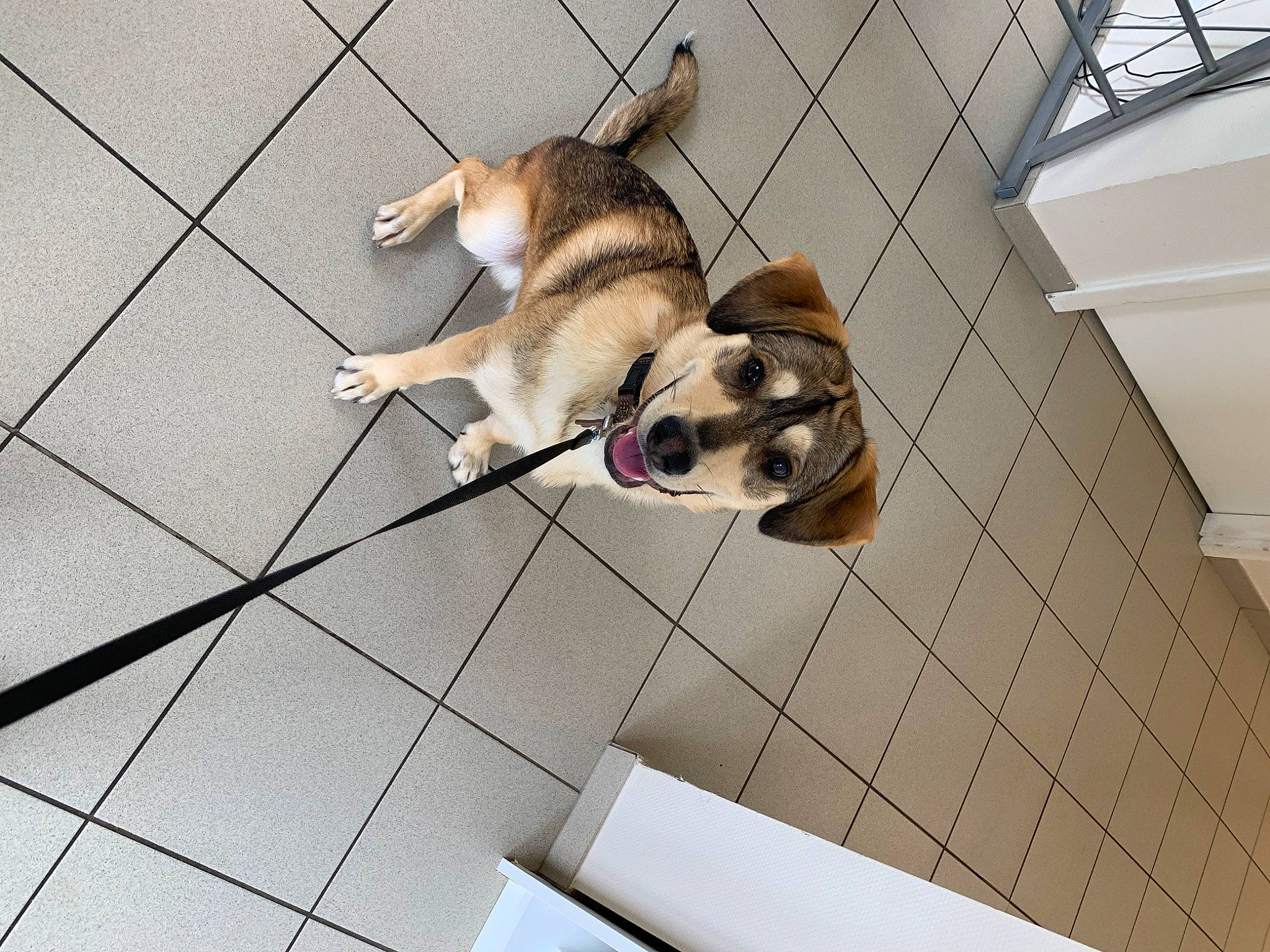 Marcus a rejoint le concours — aidez-le/la à gagner de superbes lots ! canidae, carnivore, ceiling, companion_dog, dog, dog_breed, fawn, floor, flooring, fur, leash, line, paw, pet_supply, snout, sporting_group, tail, tile, toy_dog, wood