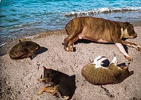 Tig Tig is registered to the contest to win money with this photo: art, beach, canidae, carnivore, companion_dog, dog_breed, fawn, felidae, fur, herd, lake, landscape, livestock, sand, snout, sporting_group, tail, terrestrial_animal, water, working_animal