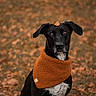 dog, black_dog, scarf, autumn, leaf, fall, animal, pet, portrait, outdoor, nature, brown, orange, cozy, cute, looking_at_camera, sitting, calm, fur, ears