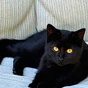 Litty Bitty is registered to the contest to win money with this photo: black_cat, cat, close_up, couch, domestic_pet, feline, fur, golden_eyes, household, indoor, looking_at_camera, lounging, paw, pet, portrait, relaxed, sofa, upholstery, whiskers, yellow_eyes