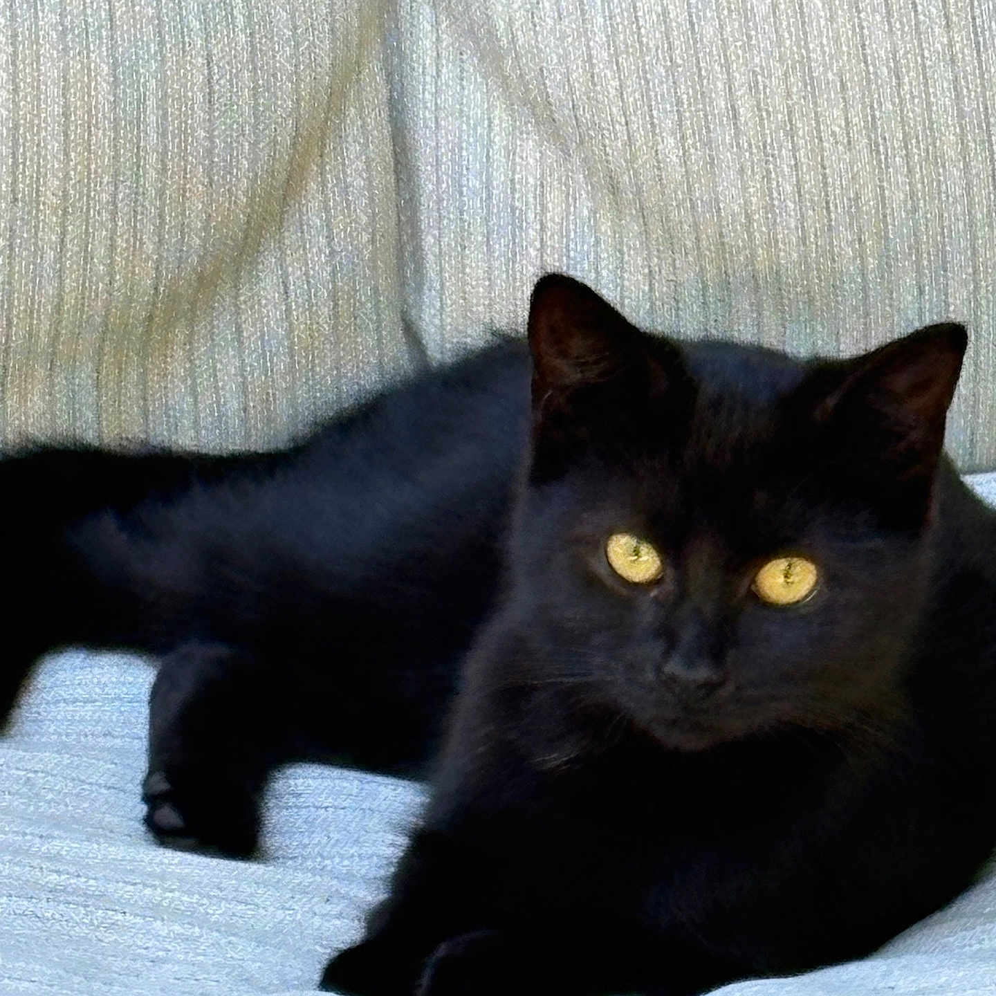 Litty Bitty is registered to the contest to win money with this photo: black_cat, cat, close_up, couch, domestic_pet, feline, fur, golden_eyes, household, indoor, looking_at_camera, lounging, paw, pet, portrait, relaxed, sofa, upholstery, whiskers, yellow_eyes