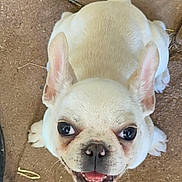 Apollo joined the competition — help win amazing prizes! dog, puppy, french_bulldog, outdoor, pavement, happy, smiling, pet, animal, cute, small_dog, ears, face, fur, tongue, looking_up, whiskers, playful, adorable, companion